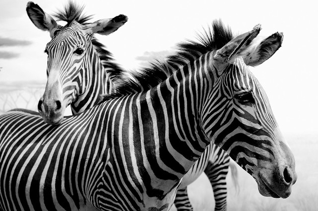 Zebras