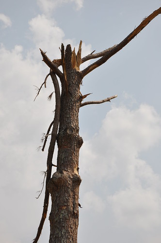 Phil Campbell, Alabama | by vickiemarie