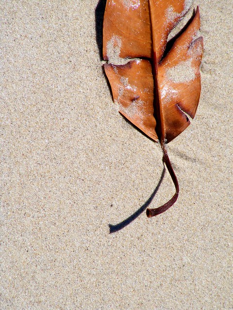 Leaf on the Sand
