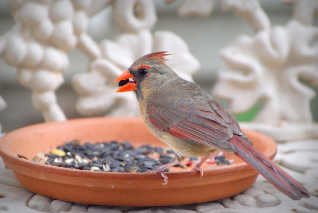 Female cardinal, eating