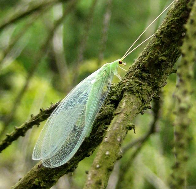 Green bug in Kelburn