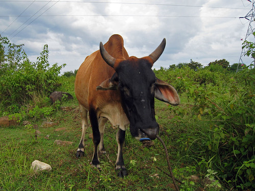 cow philippines dumaguete 2008 visayas dauin negrosoriental