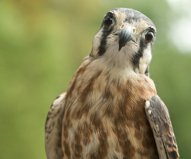 Falcon Stare
