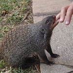 A mongoose called Trixie