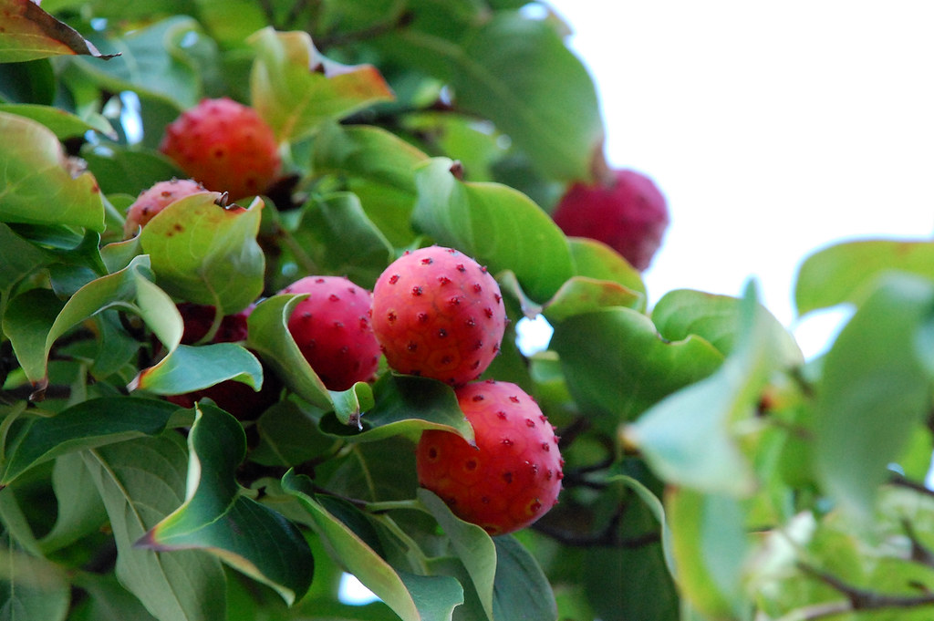 ヤマボウシ実 Kousa Dogwood Fruits 和名 Japanese Name 山法師 山帽子 やま Flickr