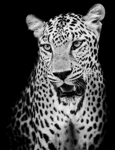 Leopard portrait | by Peerajit