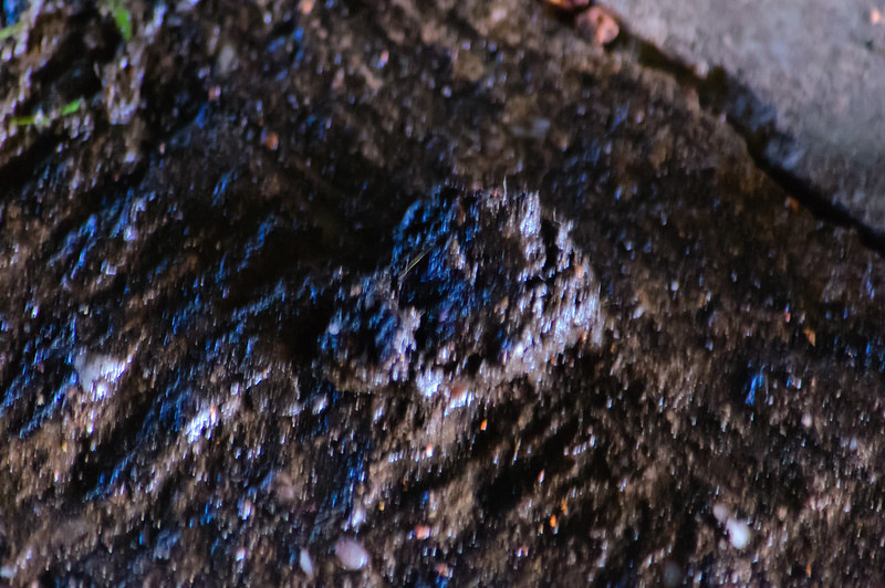 Canalside otter spraint, Wightwick