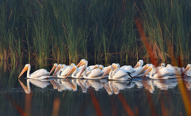 White pelicans on a misty morning.