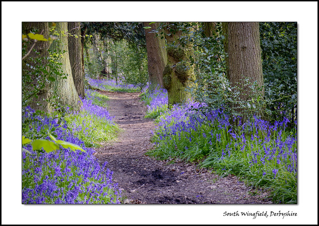 South Wingfield Bluebells (May 2008 #2)