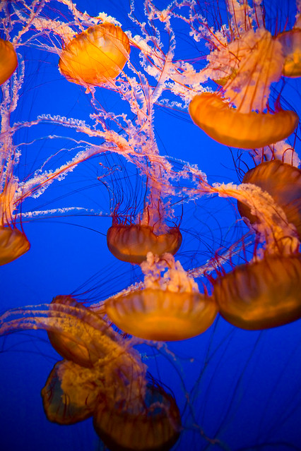 Monterey_Bay_Aquarium-111