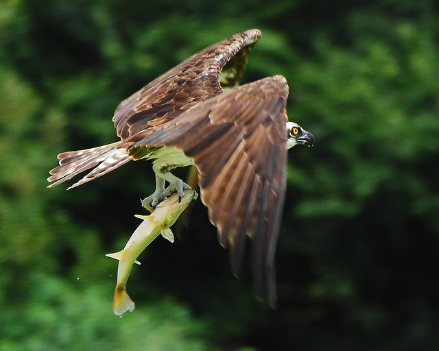 osprey carrying off fish 4