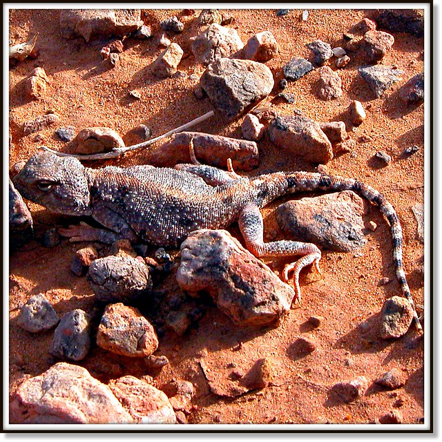Sahara desert lizard