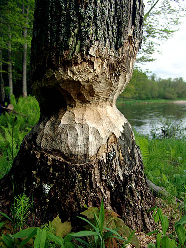 3410 Beaver chewed tree along river
