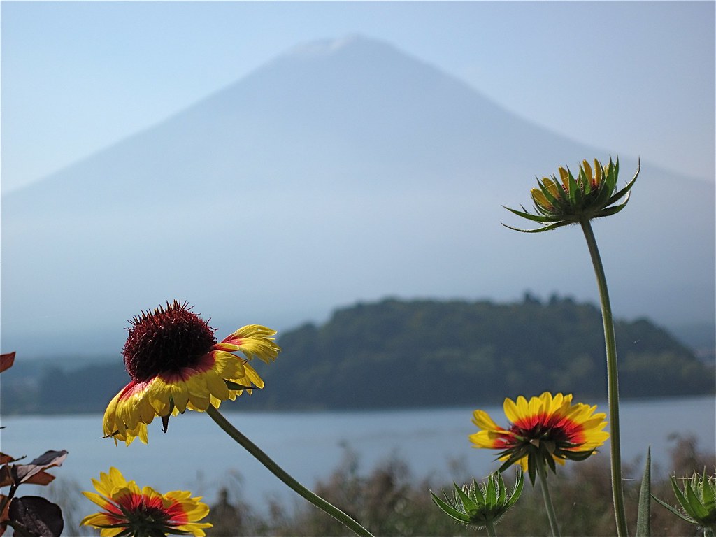Flowers Growing Under the Volcano