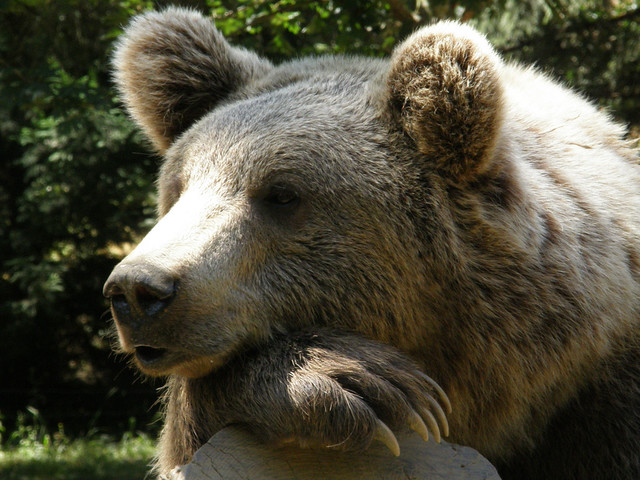 Ursus arctos (Brown bear / Bruine beer)