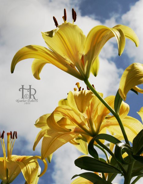 Lillies and Sky