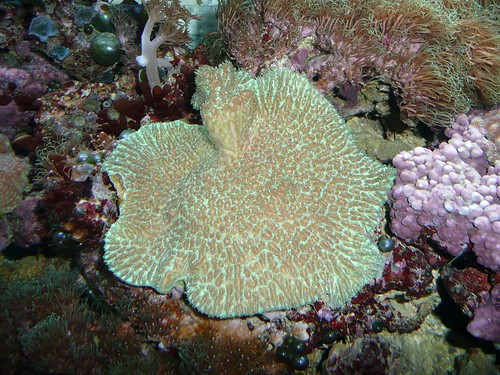 coral algae saltwater sps livecoral coralline zoanthids pavona pulsingxenia greenstars stonycoral hynopora