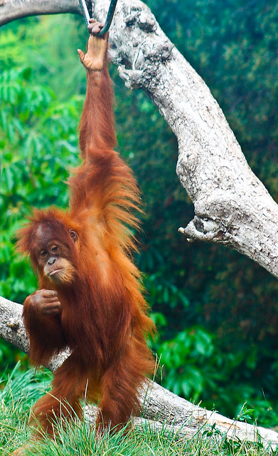 baby orang hangin' out