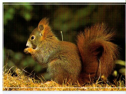 Squirrel tag | by alcott1