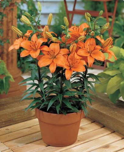 Asiatic Lily 'Apeldoorn' | De Selva | Flickr