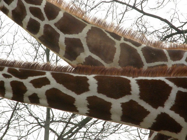 Giraffen 4
