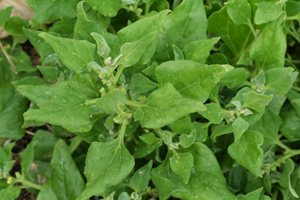 new zealand spinach