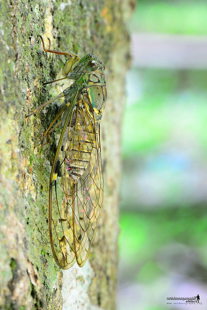 Cicada (Cicadidae)