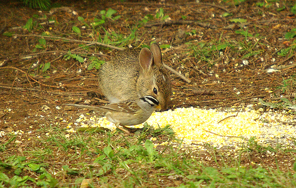 Peter Rabbit Sparrows Peter and the sparrow | Peter Rabbit shares his dinner with … | Flickr