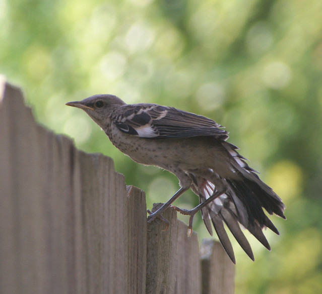 Juvenile mockingbird