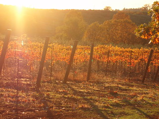 sun in the vineyards