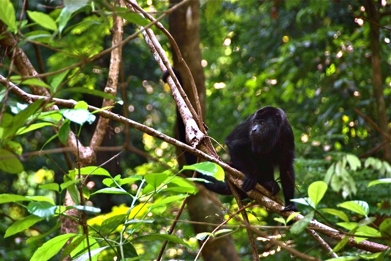 palenque jungle