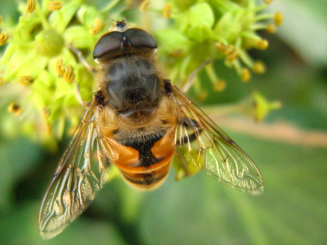 mosca zangano o mosca abeja