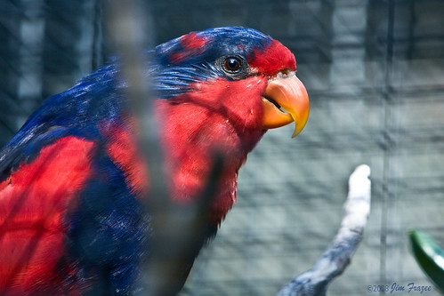 Red and Blue Lory by Jim Frazee
