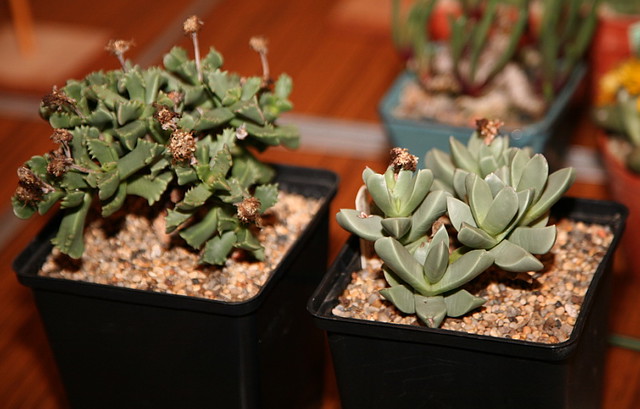 Carruanthus peersii & Machairophyllum brevifolium