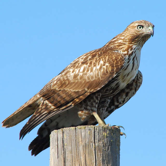 Juvenile red-tailed hawk