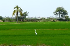 Campos de arroz de Sullana,Perú