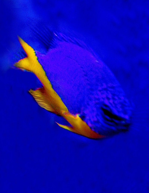 Blue fish in a blue tank