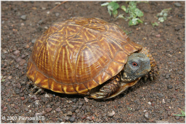 Terrapene ornata luteola