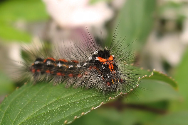 British Bug Week 1 2008, Tuesday -  Caterpillar