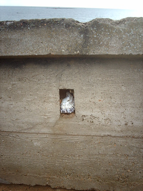 Oyster shell in wood marked concrete