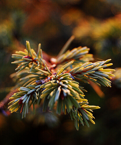 autumn sunset tree fall pine bokeh evergreen