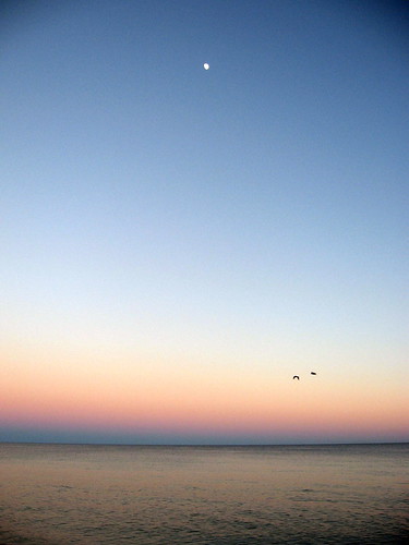sunset moon beach water birds florida dogisland