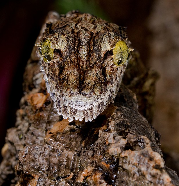 Uroplatus sikorae sikorae- Mossy Leaf-tailed Gecko