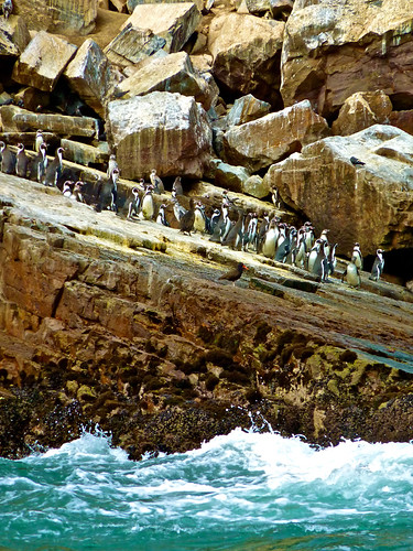 Penguins in Palominos Islands