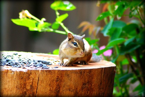 Chubby chippy | by grillheather