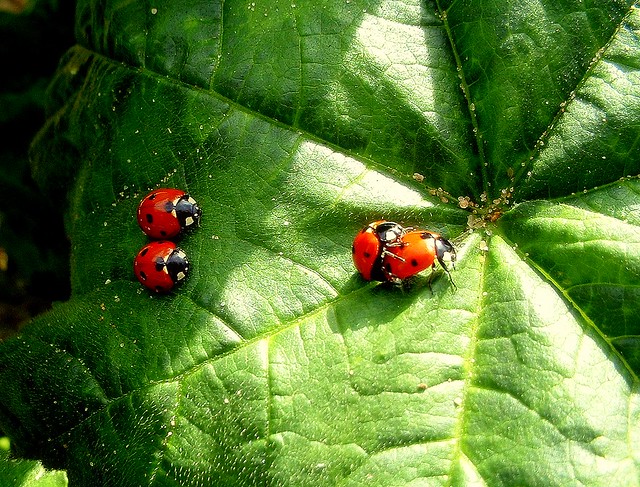 A bug's life - Vida de insecto