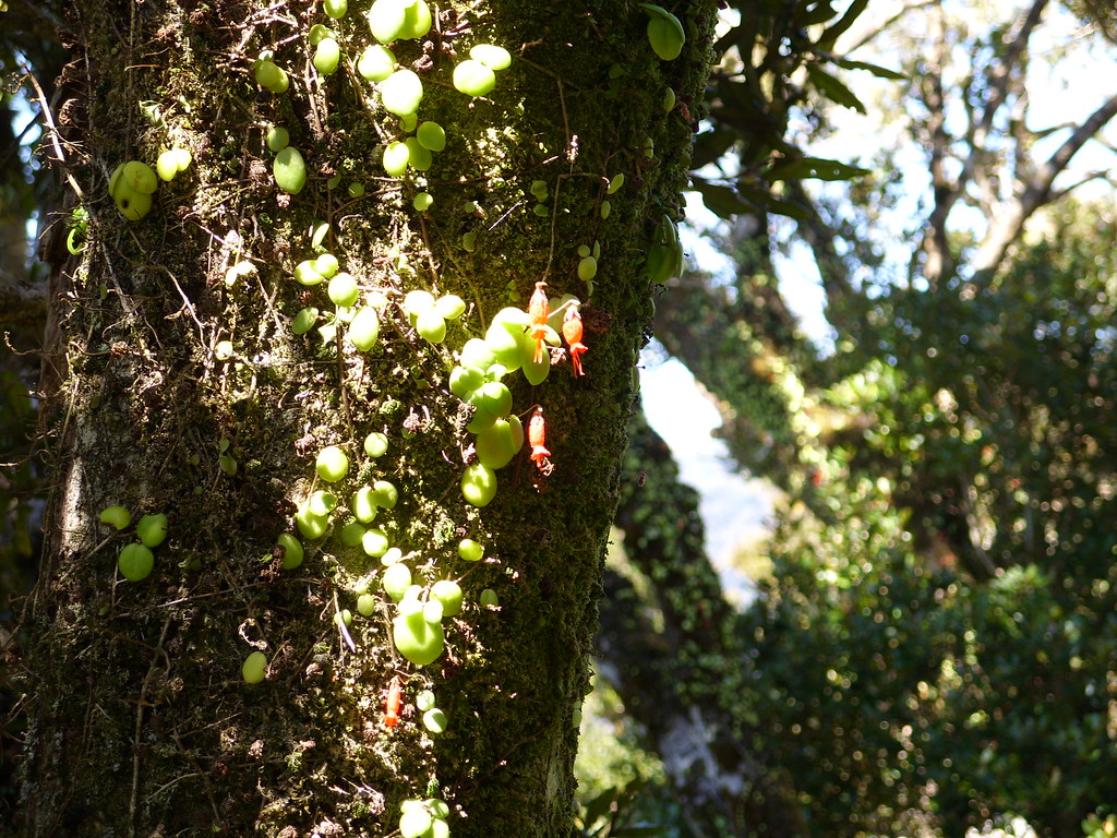 El Olivillo