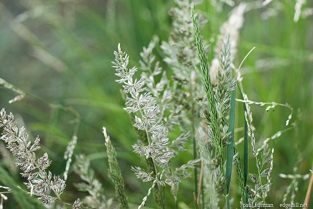 Koeleria macrantha, Junegrass and Melica imperfecta