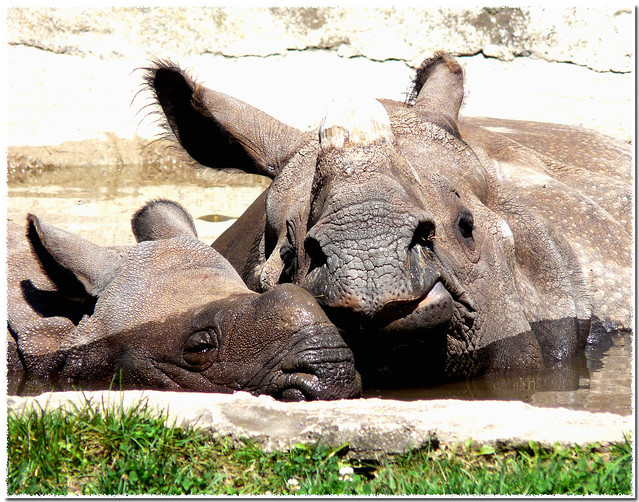 ~Rhinoceros Mom Tashi Snuggling up to Baby Clover, now six months of age~