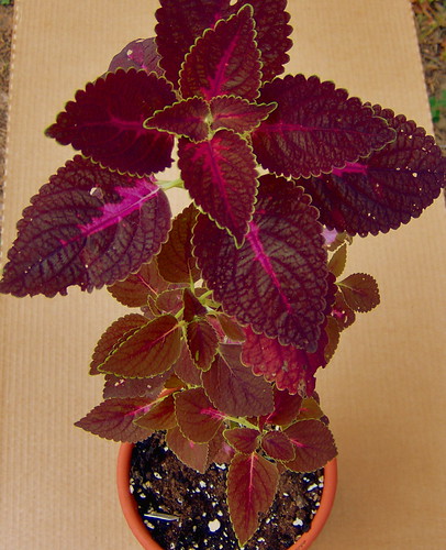 Coleus "Grape Expectations" | by Fuzzy fotos Florida